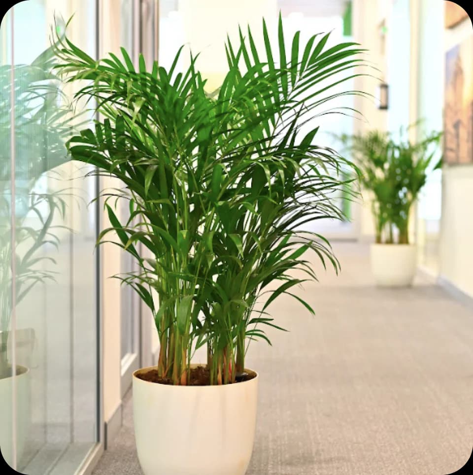 Corporate Plant Rental Services