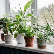 Indoor Plant Styling