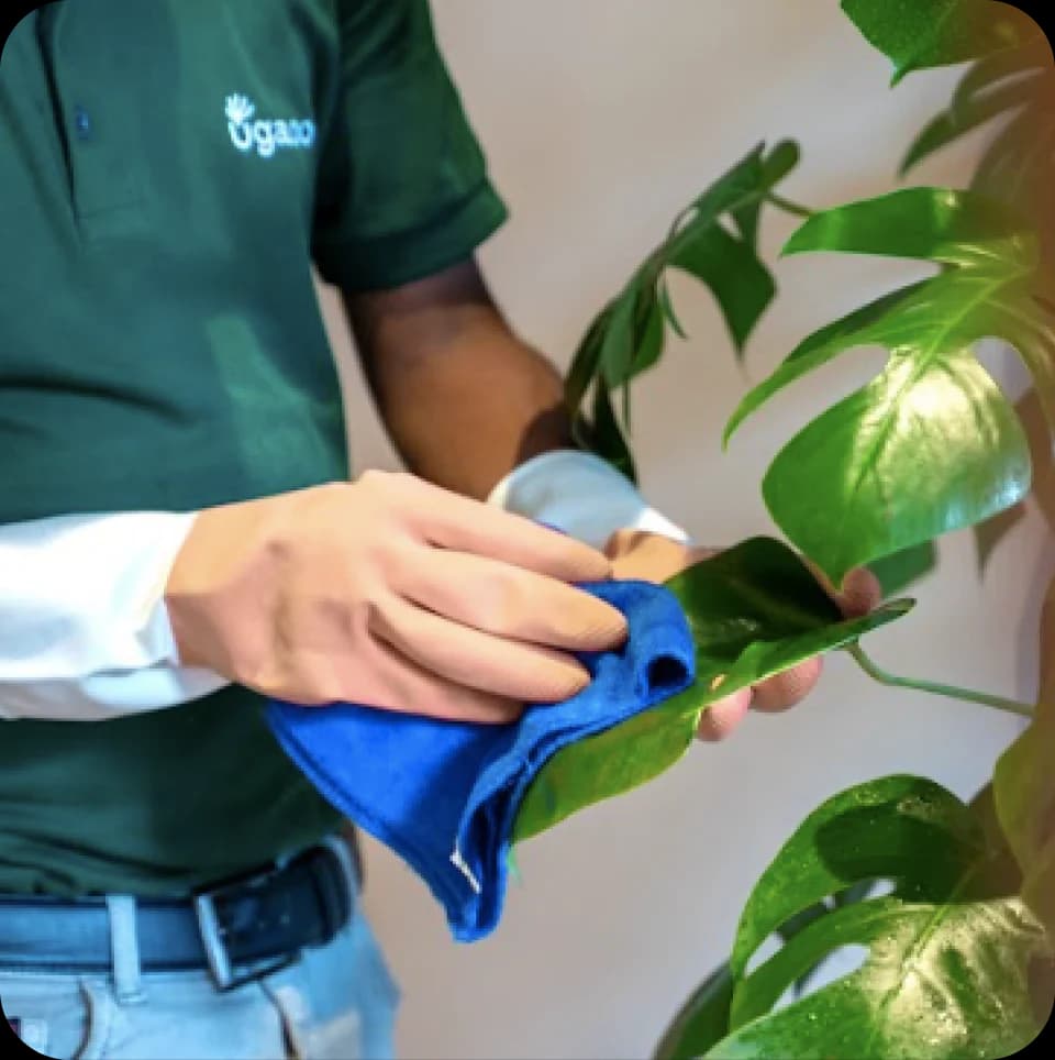 Exotic Potted Plant Care