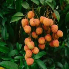 Lychee
