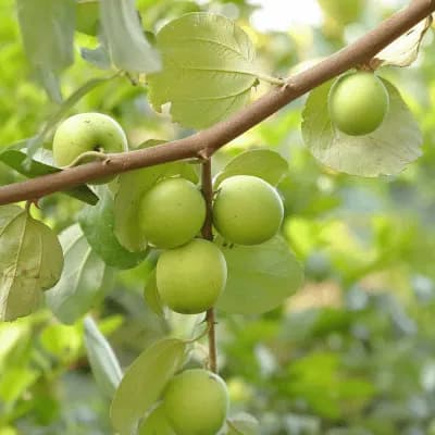 Apple Ber
