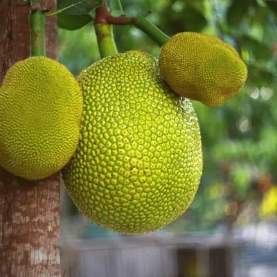 Jackfruit