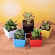 Succulents & Cacti