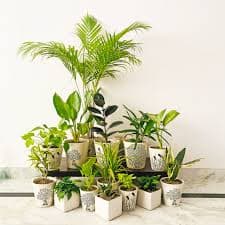 Air Purifying Plants