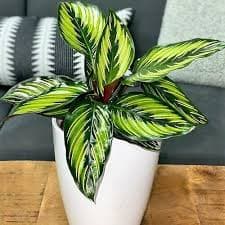 Tropical Indoor Plants