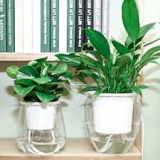 Self-Watering Pots